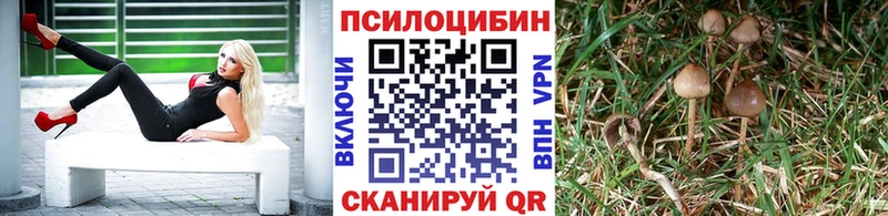 Купить закладки  Дубовка  Псилоцибиновые грибы GOLDEN TEACHER 